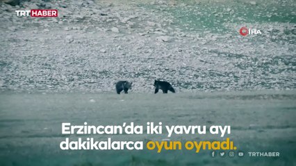 Anne ayı ve yavrularının neşeli anları