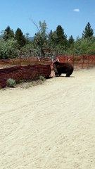 Black Bear Family Climbs Over Fence