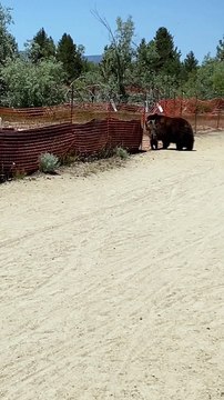 Black Bear Family Climbs Over Fence
