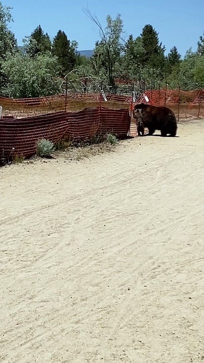 Black Bear Family Climbs Over Fence