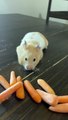 Hamster Stuffs Carrots Into Her Cheeks