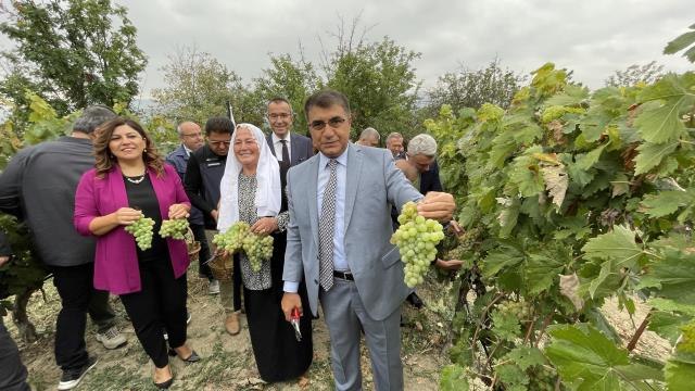Karabük haberleri... Safranbolu'da tescilli çavuş üzümü hasadına başlandı
