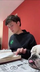 Studying Student and a Helpful Dog