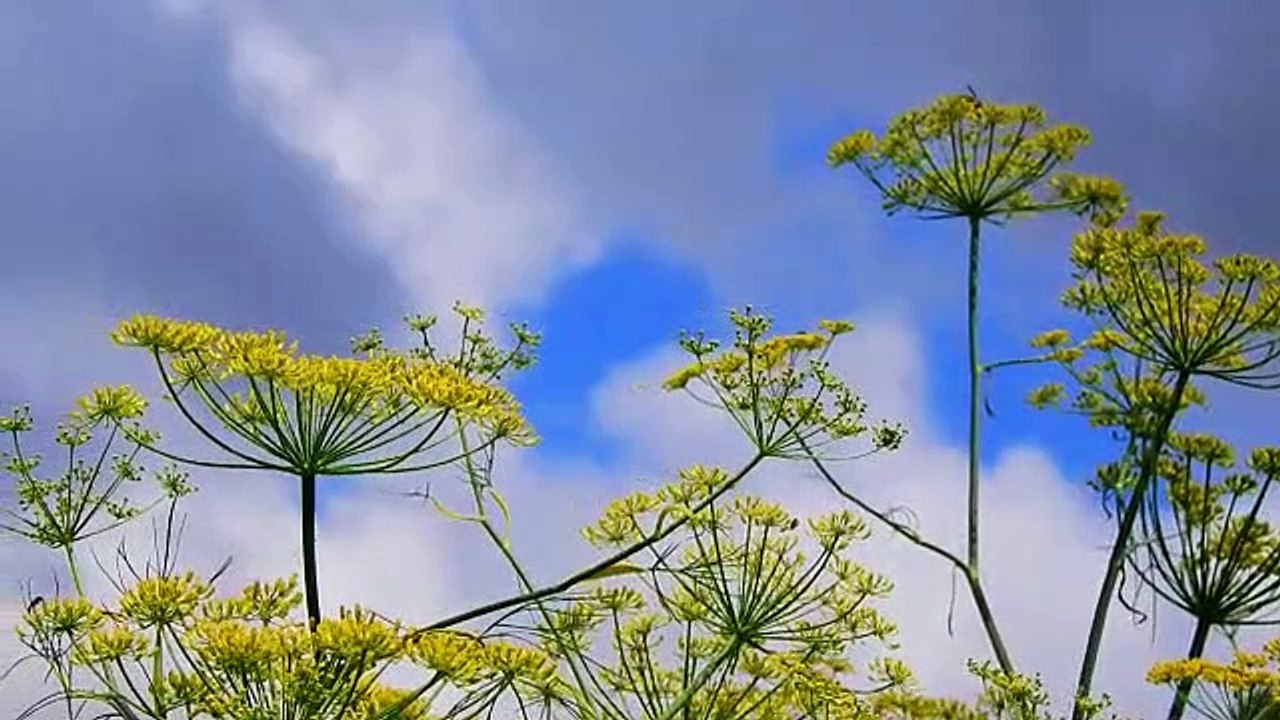VID-20220920-WA0012