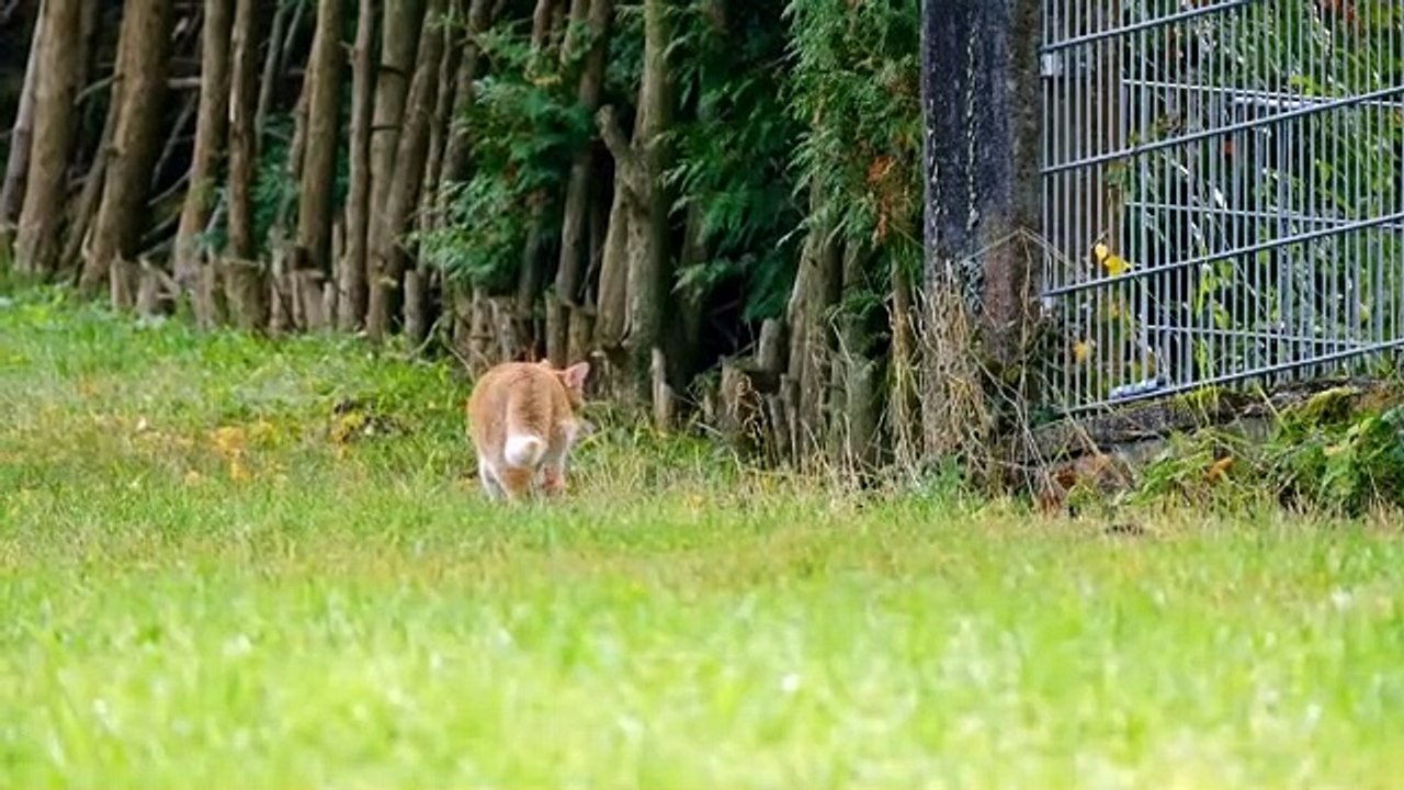 Cat look