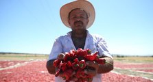 Maraş Biberi’nde 29 bin ton rekolte bekleniyor