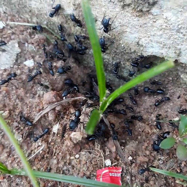 ANT HOLE IN INDIA, THE LIFE OF BLACK ANT COLONY