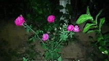 Beautiful neutral rose flowers  view in the night ,dancing rose flower