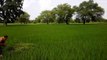 Beautiful Rice Fields of Odisha, Paddy Field In my Village ,Beautiful nature in Odisha