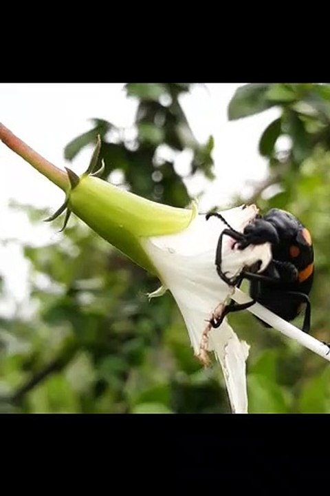 Red Black Beetle Eating white hibiscus Flowers in India