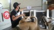 Una nueva vida en Canadá para los perros rescatados del matadero en Indonesia