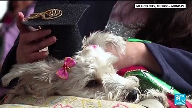 Maxican dogs graduate from rescue school, ready for future earthquakes