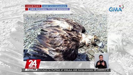Philippine eagle, natagpuang wala nang buhay sa dalampasigan sa Sarangani | 24 Oras
