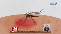 #KuyaKimAnoNa?: Nag-iinject ng laway ang lamok sa balat ng tao kaya ito umuumbok at nangangati; ginagamit nito ang pang-amoy gamit ang kanilang antennae | 24 Oras