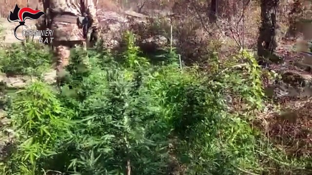 Carabinieri di Andria e lo Squadrone eliportato scoprono 60 piante di canapa indiana lungo la foce dell'Ofanto, arrestati due canosini