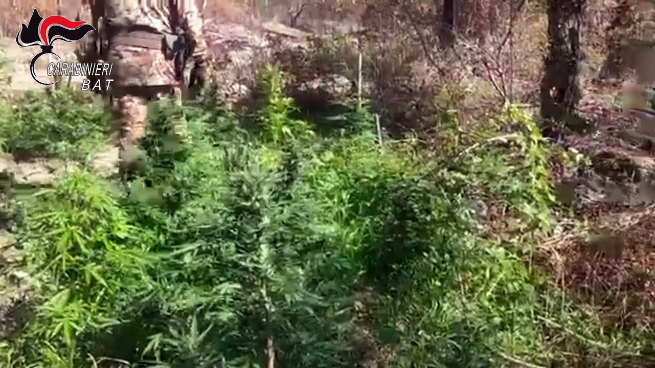 Carabinieri di Andria e lo Squadrone eliportato scoprono 60 piante di canapa indiana lungo la foce dell'Ofanto, arrestati due canosini