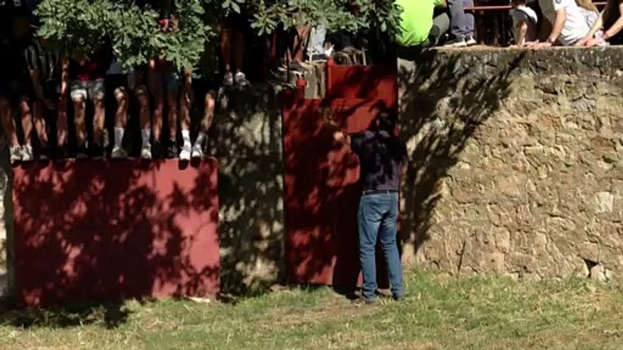 Los doce novillos de La Saca ya descansan en Valonsadero