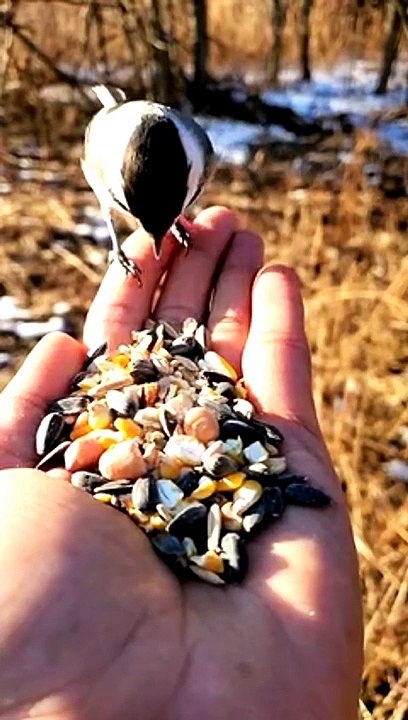 Bird Sounds | Owl sounds , best and amazing birds, amazing birds, best bird voice #bird #birds #birdsounds