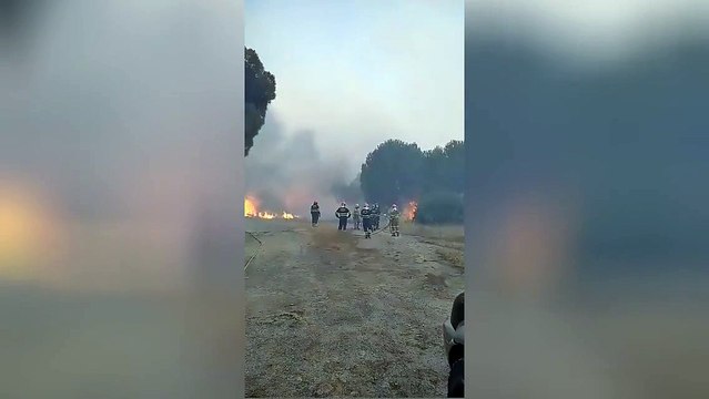 Efectivos protegen el Pino Castrejón de El Hoyo de Pinares