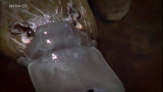 Curiosités animales : Le crapaud et l'ornithorynque