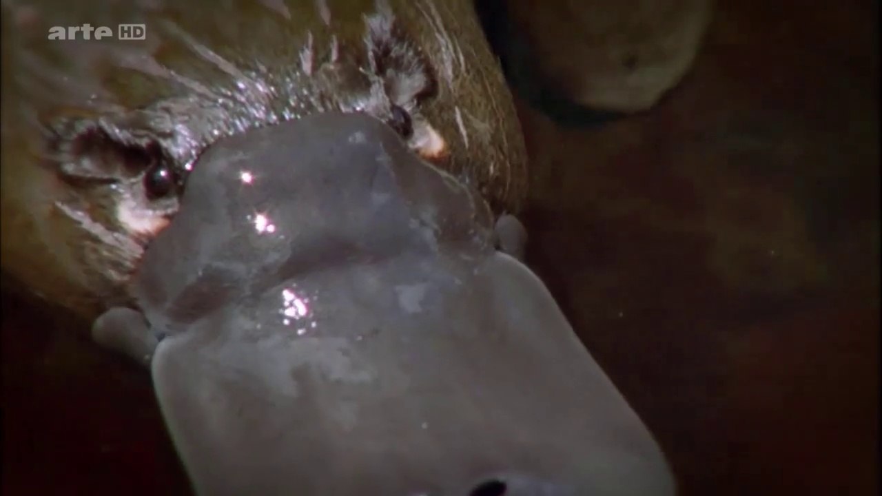 Curiosités animales : Le crapaud et l'ornithorynque