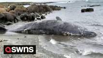 At least 14 male sperm whales have been found beached on King Island off the north-west coast of Tasmania