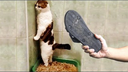 Try Not To Laugh Animals | Funniest Cat Videos In The World | Funny Animal Videos