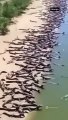 مئات التماسيح تغزو شاطئ برازيلي في فيديو مرعب