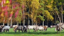 Curiosités animales - Des as du calcul : le cheval, la fourmi et le bambou