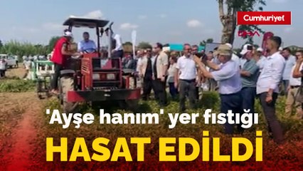 'Ayşe hanım' yer fıstığı hasat edildi