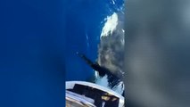 Nuevo ataque de orcas a un velero en aguas de Galicia