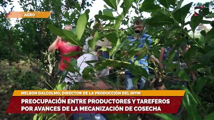 Preocupación entre productores y tareferos por avances de la mecanización de cosecha