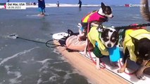 شاهد: كلاب تتنافس في ركوب الأمواج لجمع الاموال لدعم الحيوانات المشردة