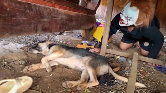 Fake Joker prank & joker Prank to dog, cat - Troll Funny prank I funniest animal prank videos, dog pranks with masks, latest viral funny videos I video prank binatang paling lucu , prank anjing dengan topeng, video lucu viral terbaru