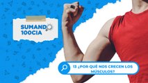 13 ¿POR QUÉ NOS CRECEN LOS MÚSCULOS?