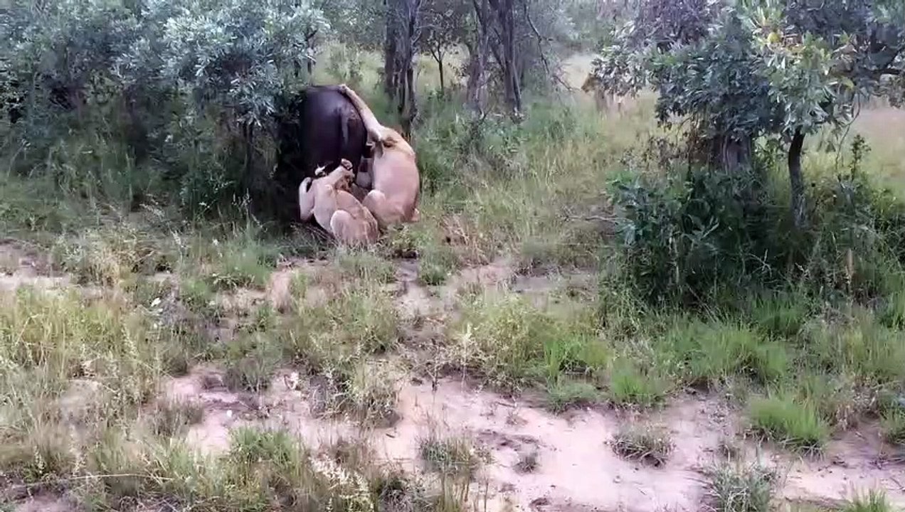 The young mhangene cubs make a kill