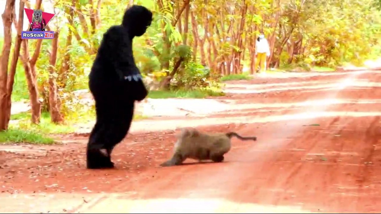 Fake Gorilla Prank to Monkey Very Funny Prank I the funniest animal prank, cat ferret tiger cat prank video. the funniest gorillas, monkeys, and forest people, a collection of funny prank videos I सबसे मजेदार पशु शरारत, बिल्ली फेर्रेट बाघ बिल्ली शरारत वीड