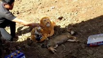 Fake Lion and Fake Tiger Prank to Real Dog So Funny Video Try not to Laugh I सबसे मजेदार पशु शरारत, बिल्ली फेर्रेट बाघ बिल्ली शरारत वीडियो। सबसे मजेदार गोरिल्ला, बंदर और जंगल के लोग, मजेदार शरारत वीडियो का संग्रह