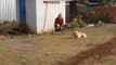 Fake Lion prank to Real Dog I Hierdie opgestopte leeus, tiere en tiere probeer rondloperhonde poets, nuutste snaakse dierepoetsvideo's 2022 2023 I These stuffed lions, tigers and tigers try to prank stray dogs, latest funny animal prank videos 2022 2023