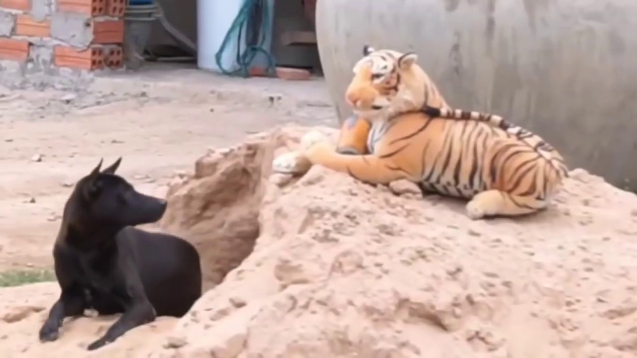 Troll Prank Dog Funny & fake Lion and Fake Tiger Prank To dog & Huge Box Prank to dog I boneka singa , macan , dan harimau ini mencoba prank anjing-anjing liar , video prank binatang lucu terbaru 2022 2023