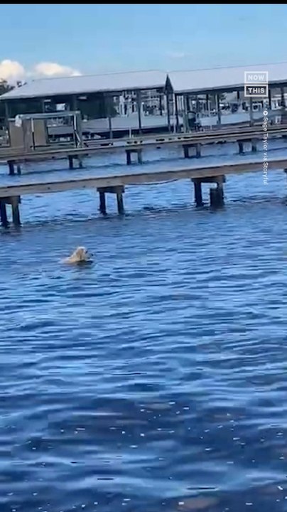 Golden Retriever Swims Right Into Herd of Manatees