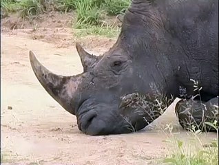 Birds Helping Rhino to Clean its Ear