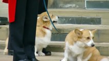 Queens corgis and pony wait at Windsor Castle for funeral procession