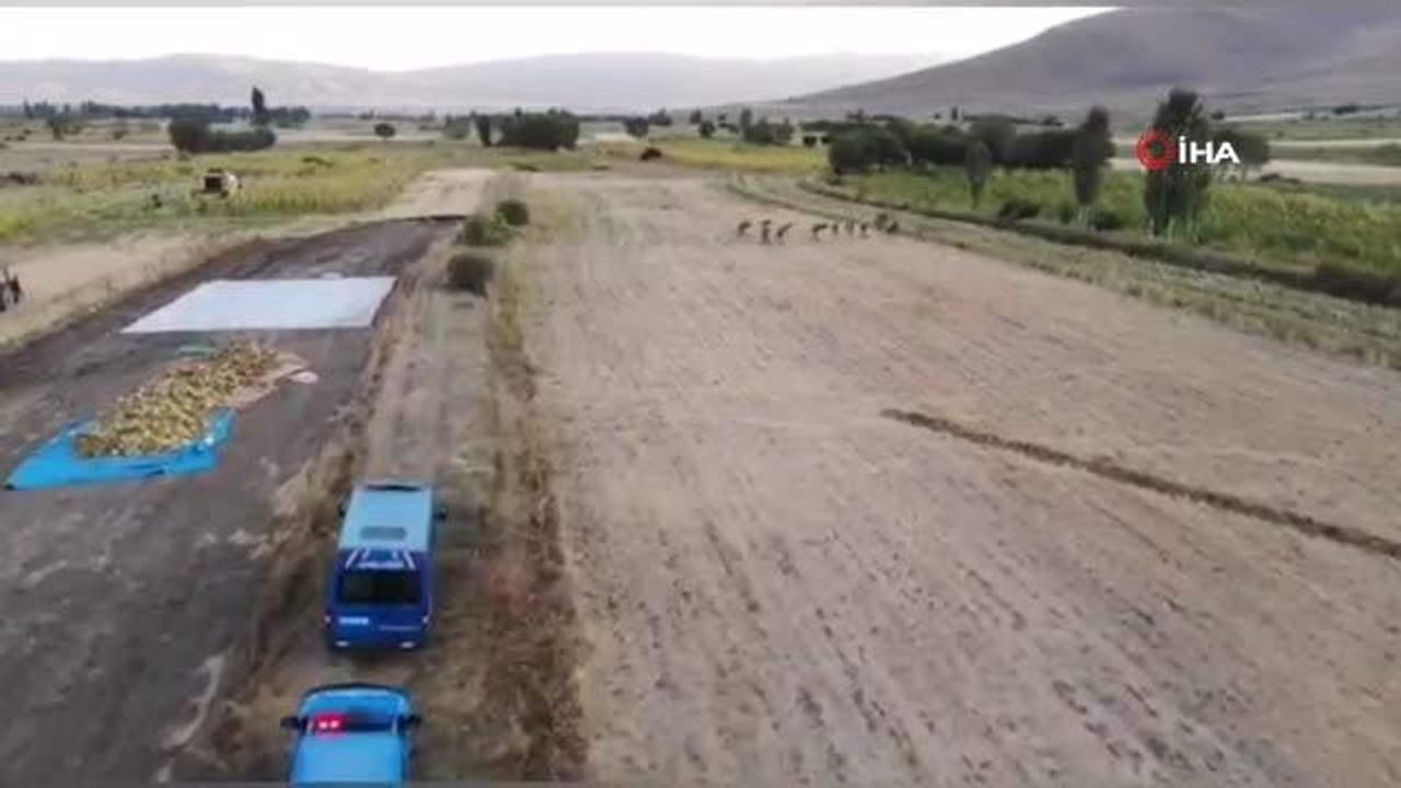 Ayçiçek ve mısır tarlaları arasına ekili olan 1 milyon 650 bin kök kenevir bitkisi ele geçirildi