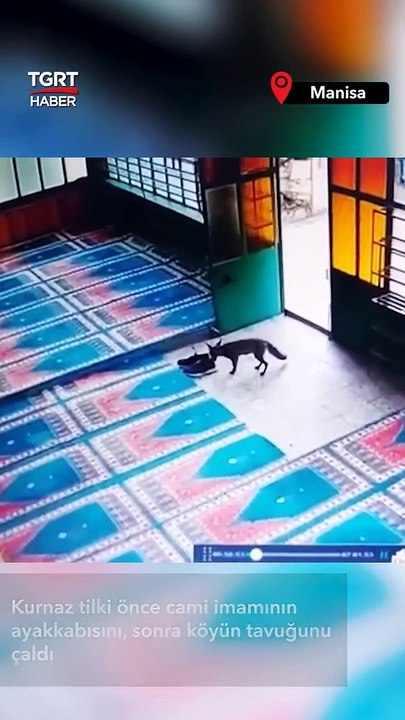 Camiye giren tilki önce imamın ayakkabılarını daha sonra köyün tavuğunu çaldı