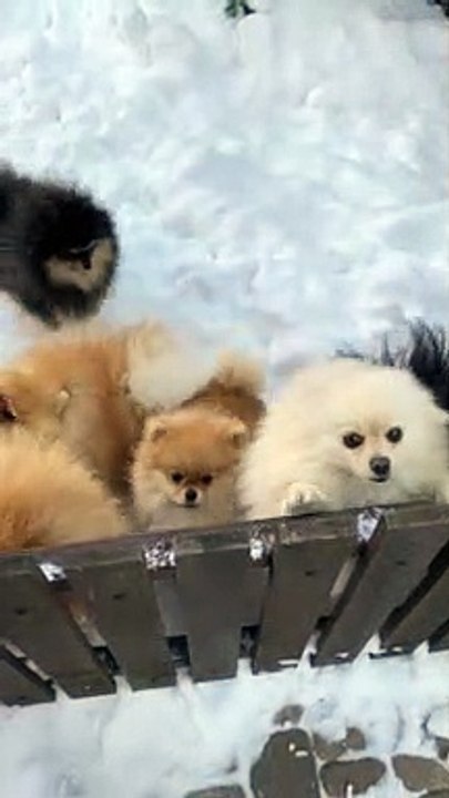 Cute Dogs ♥️ Pet's
