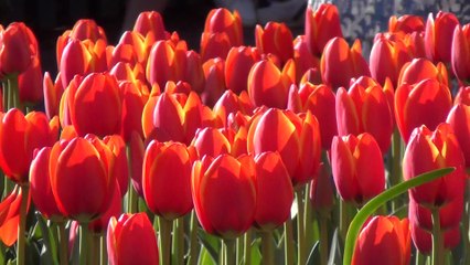 Tulip Time  Festival 2022, Corbett Gardens, Bowral, NSW, 11 Aug 22