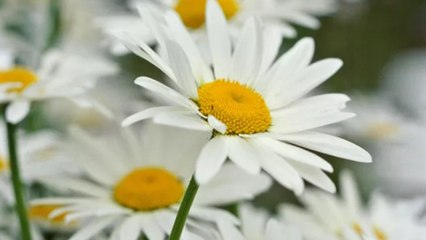 Are Daisies Perennials or Annuals? Plus, the Best Types to Grow