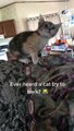 Cat funny videos cundomanik official 113, try not to laugh or grin