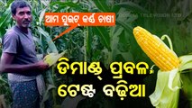 Special Story | Sweet corn makes Dhenkanal farmers smile